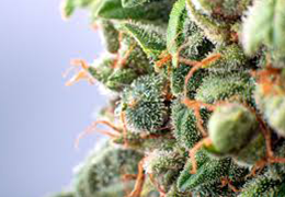 How is Hash Made? From Cannabis Plant to Concentrate | Goldbar420