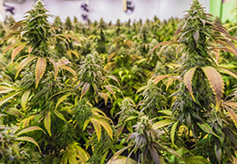 Comment le hash est-il fabriqué ? Des trichomes du cannabis au concentré | Goldbar420