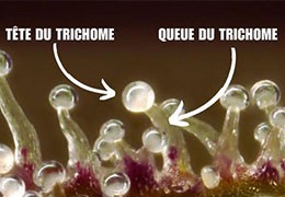 🌿 Mikron-Größen verstehen in der Herstellung von CBD-Haschisch (Cannabis-Resin)