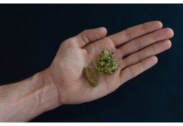 Trichomes, pollen, kief, charas : Démêler les vrais termes autour du hash et du CBD