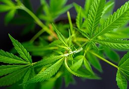 CBD suisse ou CBD français : quelle vraie différence derrière les produits de cannabis légaux ?