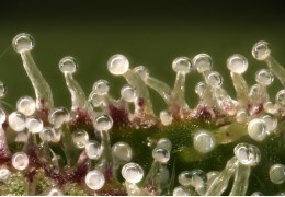 Les Trichomes : Les Gardiens Microscopiques de la Nature