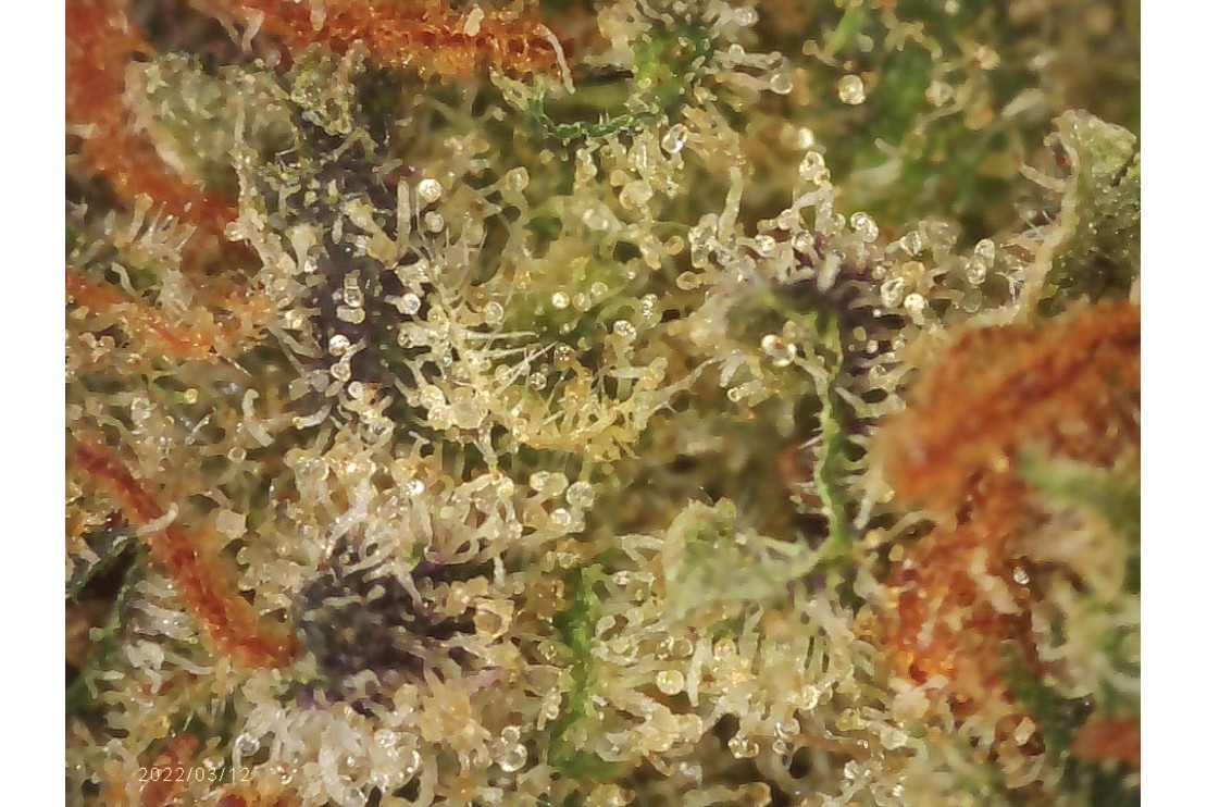¿Cuáles son las diferentes partes del cannabis y sus usos?